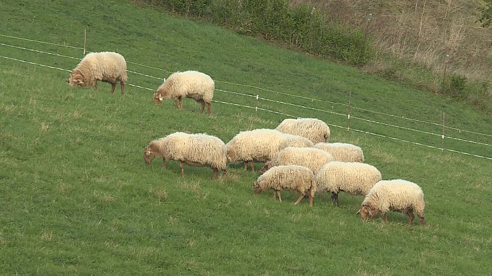 Repor - El campo cosido a leyes