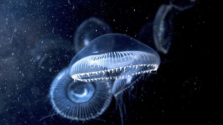 Curiosidades científicas - Medusas bioluminiscentes