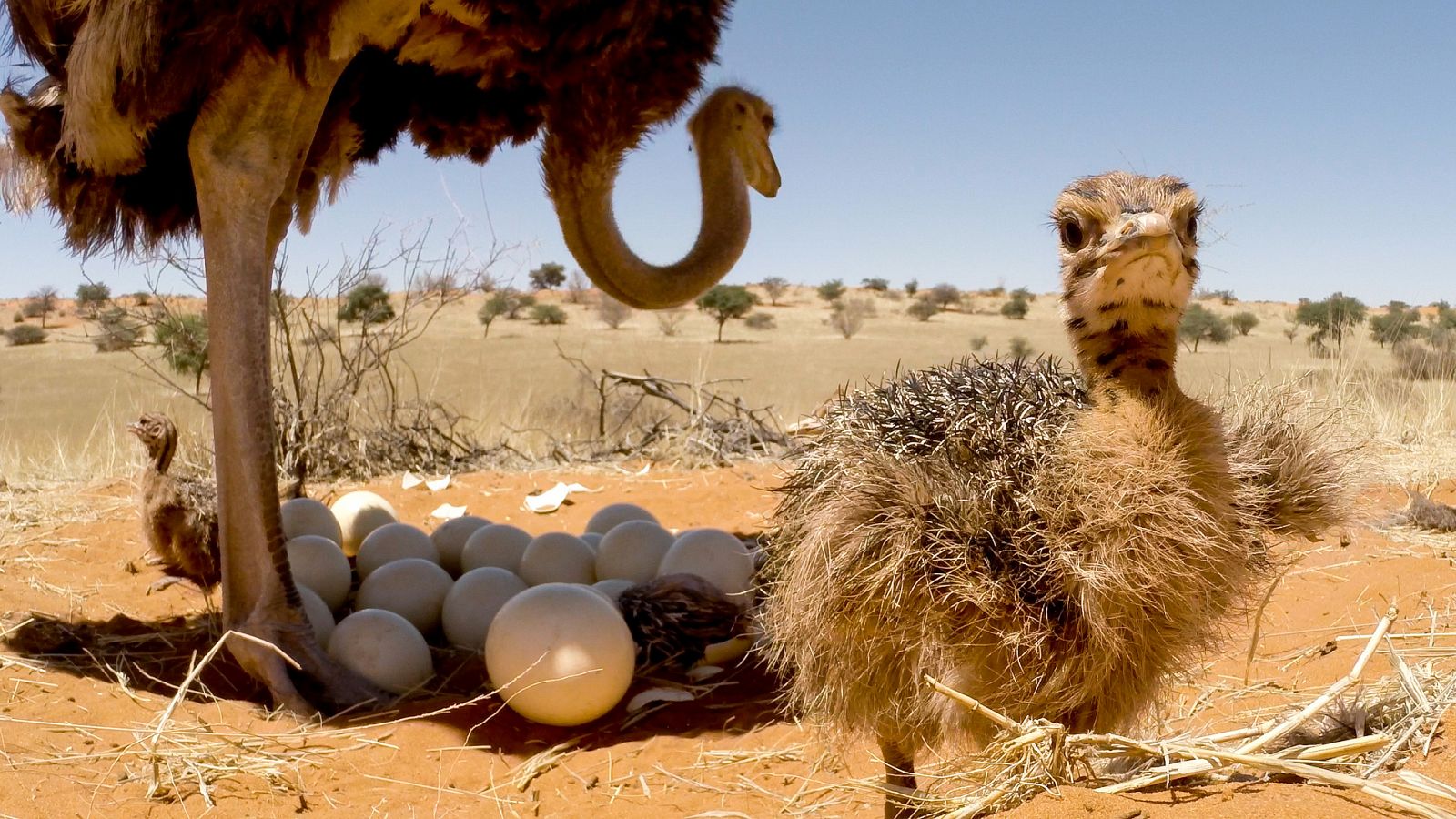 Somos documentales - Grandes y pequeños: los extremos de la naturaleza - Documental en RTVE