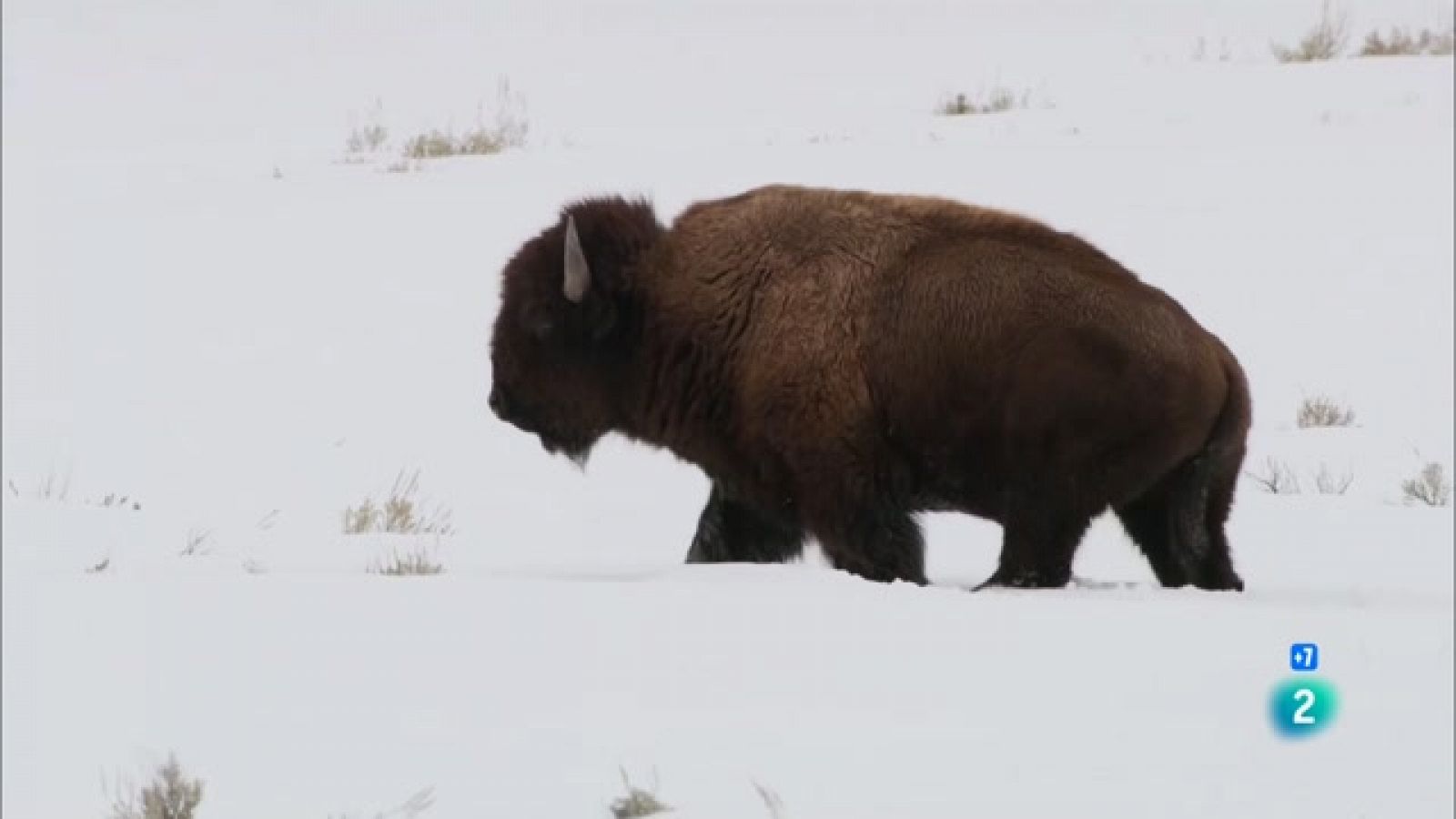 El salvatge Yellowstone I Grans Documentals