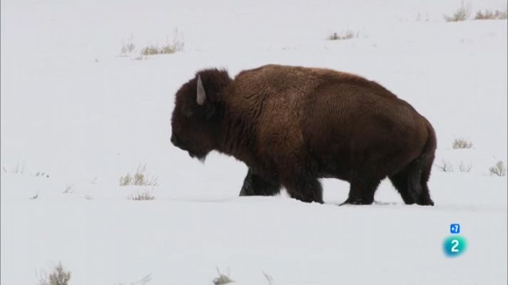 El salvatge Yellowstone