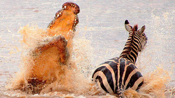 El rey de la sabana - El gran viaje