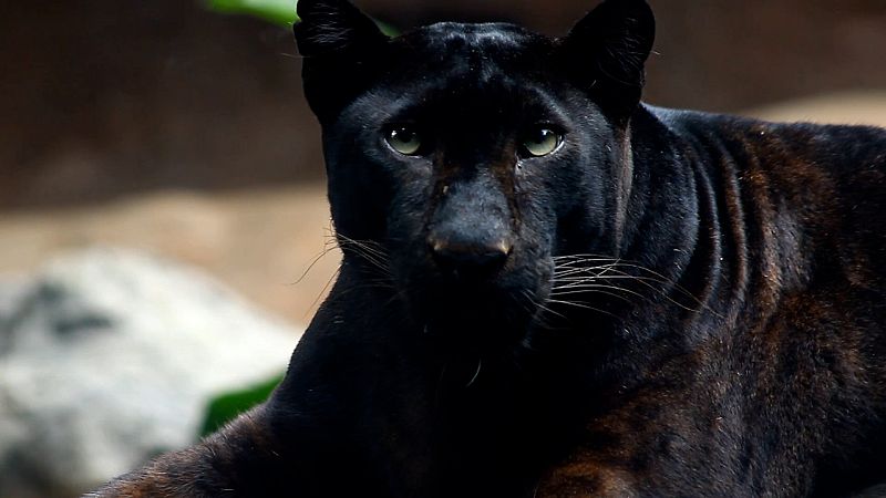 En �Qu� Animal! descubrimos que las panteras negras no existen