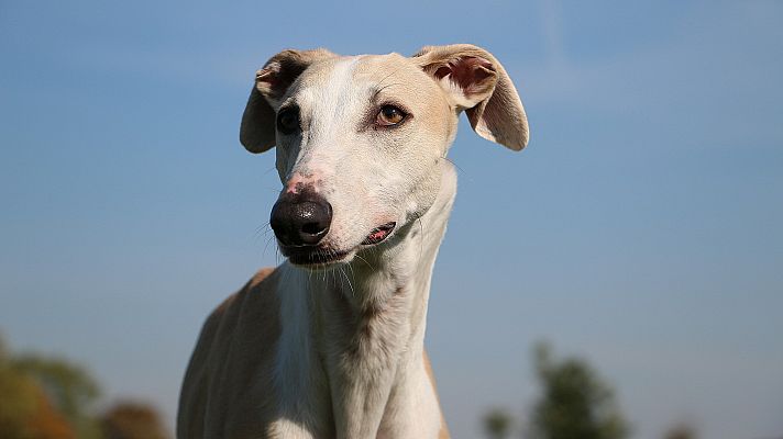 Telediario 2 - La trágica historia de Duna, la perra encontrada ahorcada en una finca de Navarra