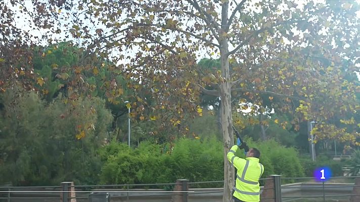 La vespa asiàtica amenaça la biodiversitat local