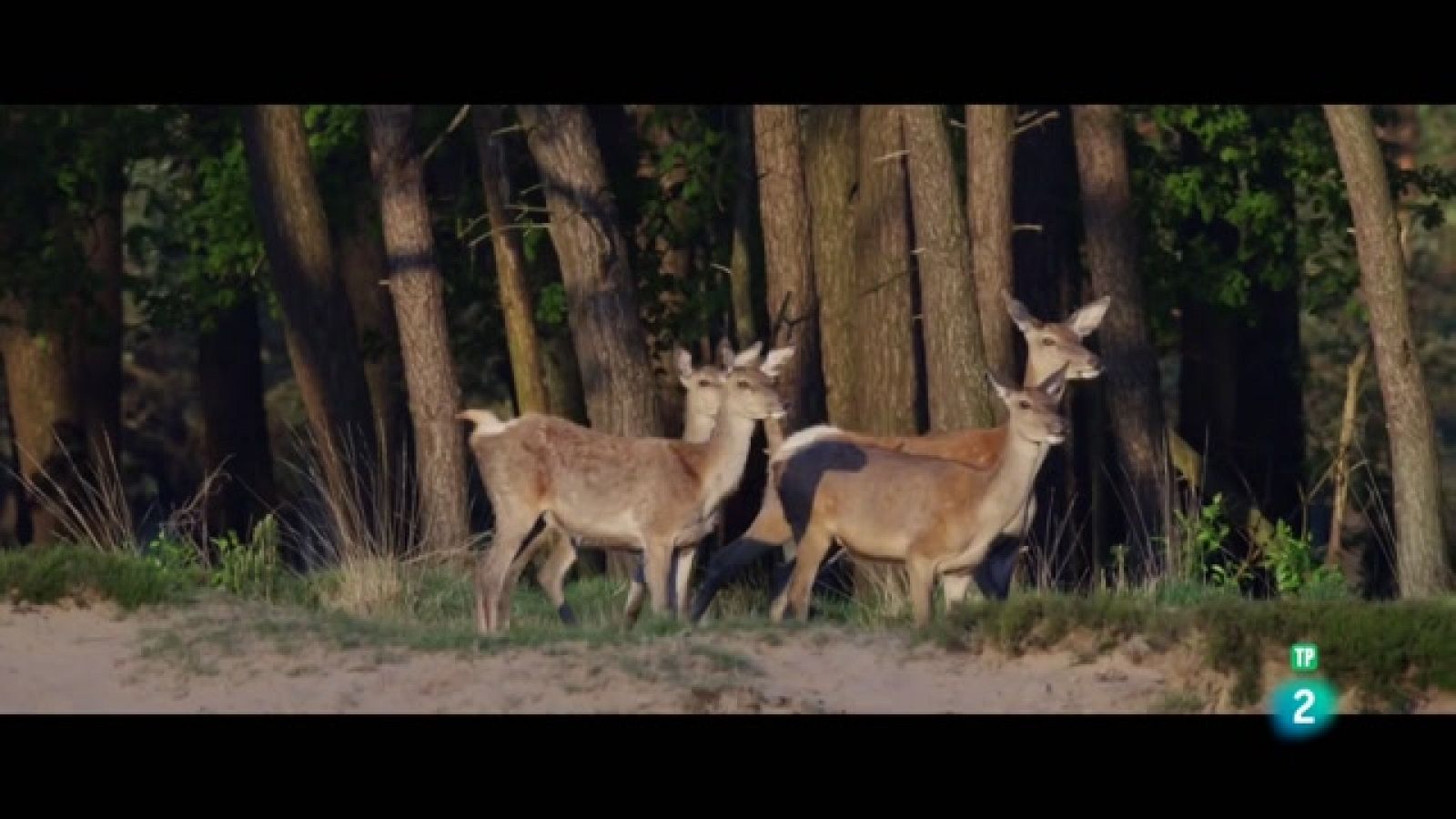 El cor salvatge dels Països Baixos: La vida salvatge I Grans Documentals
