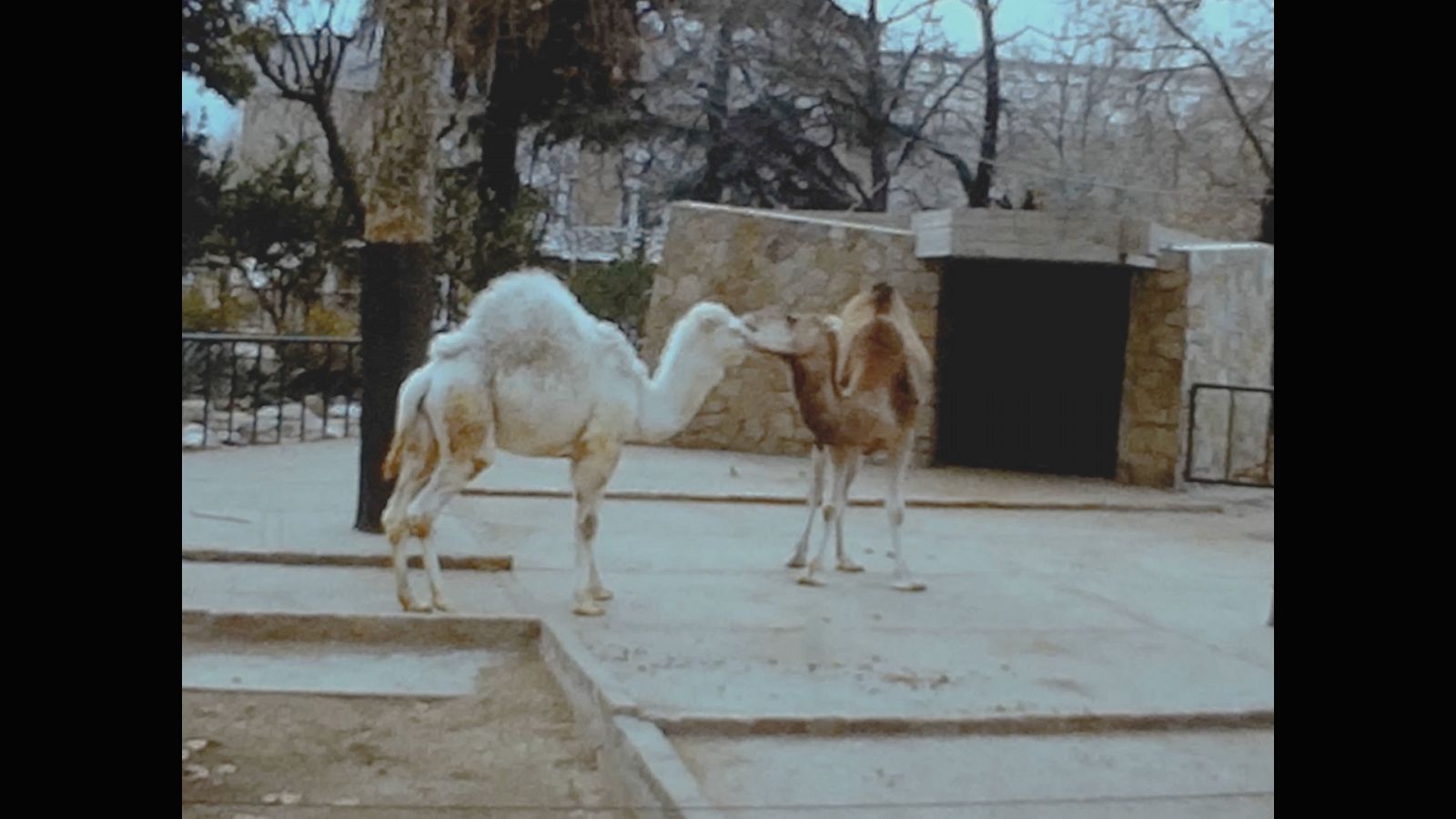 Imatges d'arxiu del Zoo de Barcelona de l'any 1973