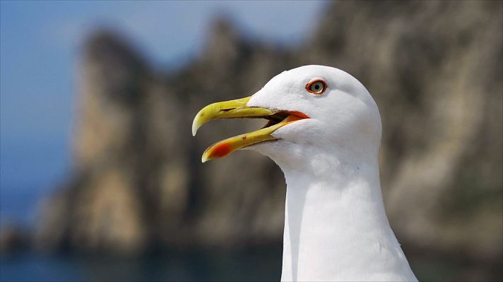 ¡Qué animal! - ¿Por qué las aves no tienen dientes?