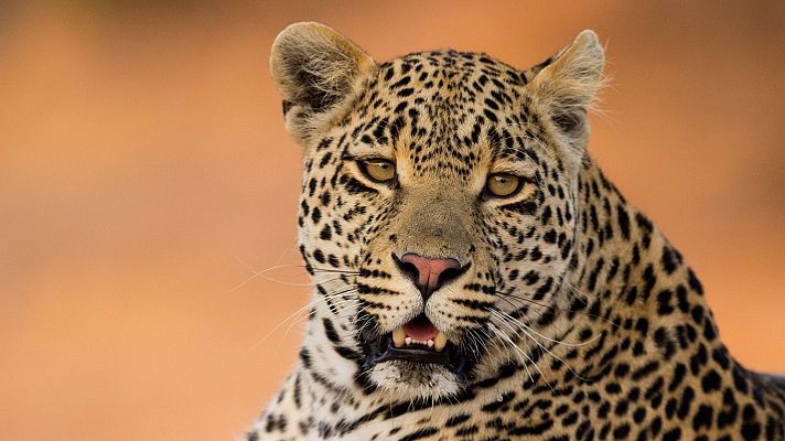 Historia de un leopardo