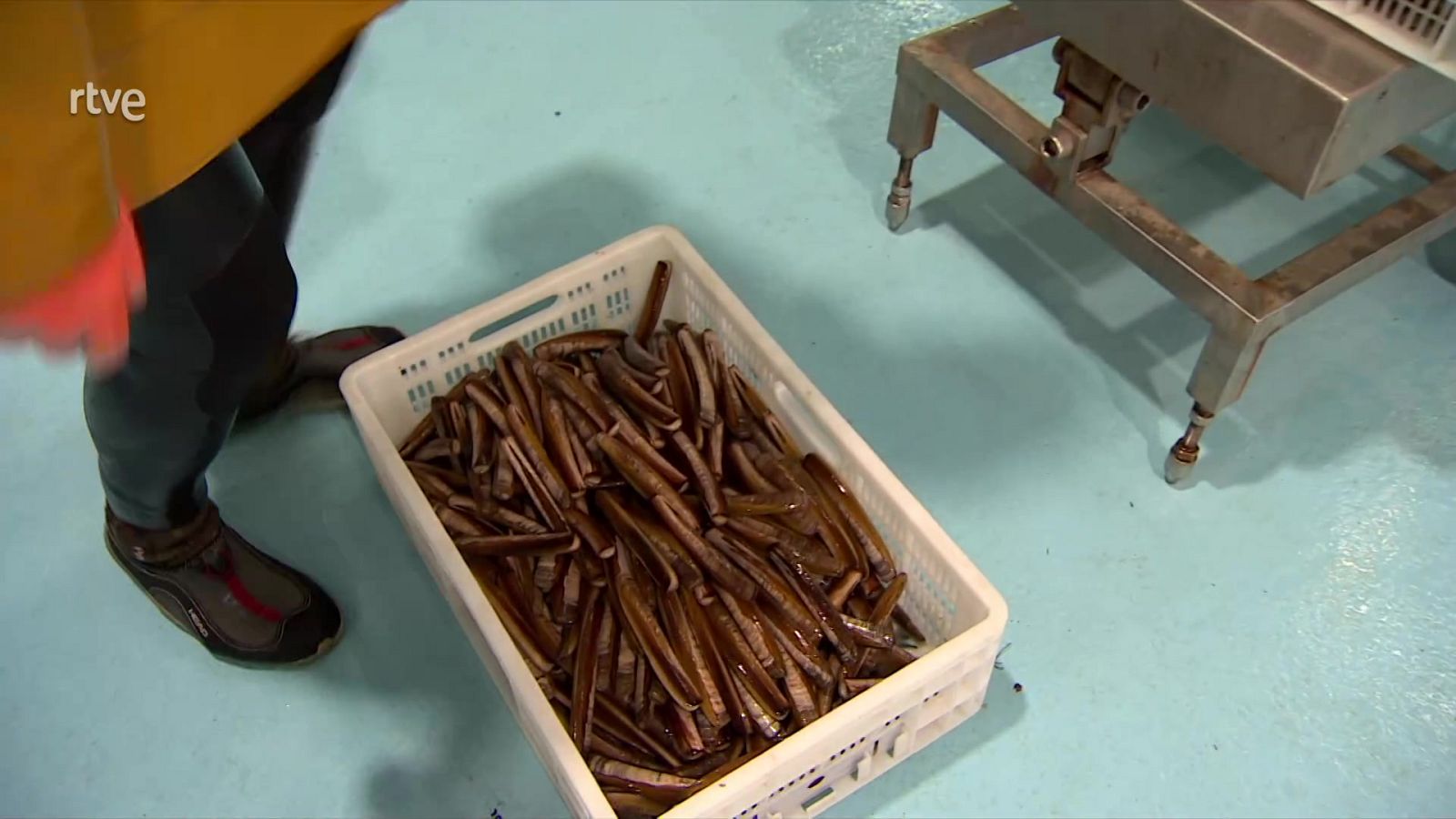 Informe Semanal - Furtivismo, delito y arraigo - ver ahora