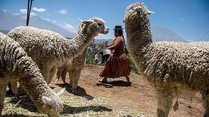 Así se trabaja la alpaca, la fibra natural más valorada