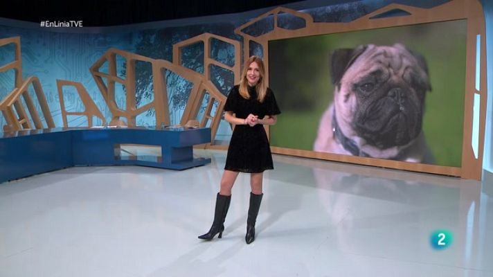 En Línia - Negoci de la fertilitat, drets de l'animal i taula de Nadal