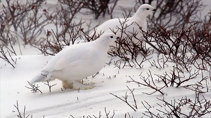 ¡Qué animal! - Perdiz nival