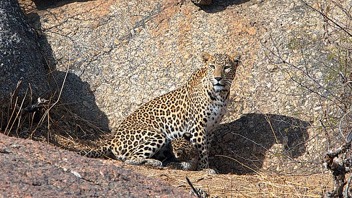 Las rocas del leopardo