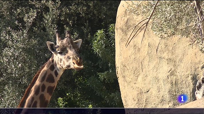 L'informatiu - Comunitat Valenciana - 'Anitín va al Bioparc' rompe con los tabúes de la dislexia