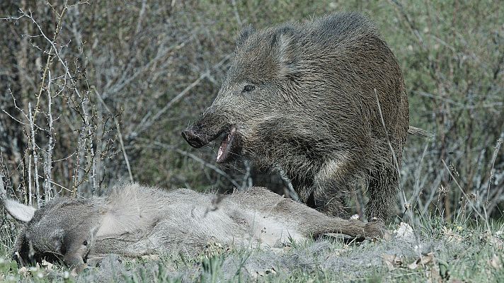 Historias del bosque mediterráneo: tiempo de invierno