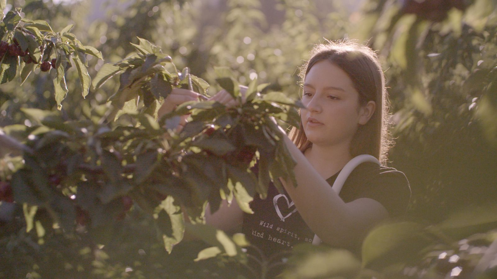 Somos documentales - Cultivo talento - Documental en RTVE