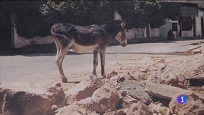 L'informatiu - Comunitat Valenciana - L'Informatiu Comunitat Valenciana 1 - 15/12/21