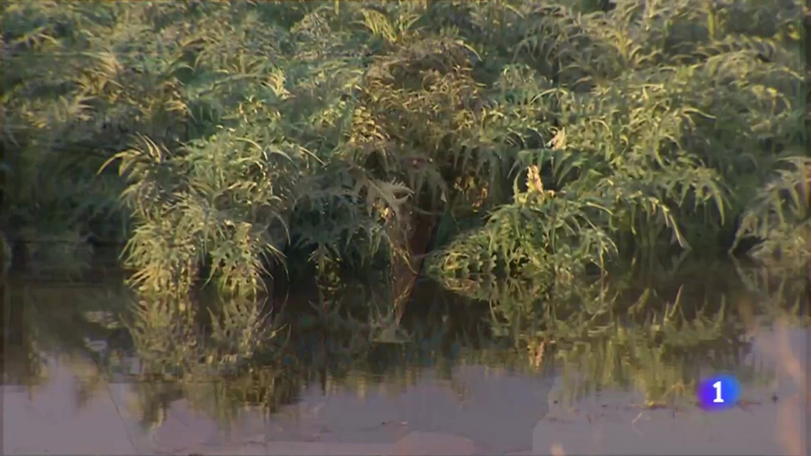 Toneladas de verdura bajo el agua