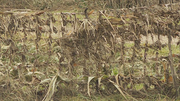 Telenavarra - Toneladas de verdura perdidas por las inundaciones