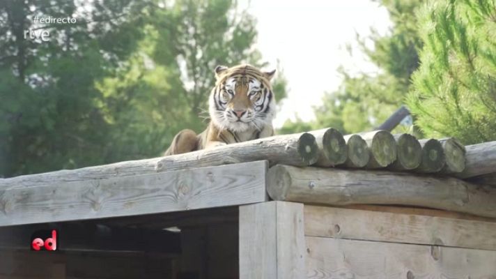 España Directo - Tigres y leones rescatados del tráfico ilegal