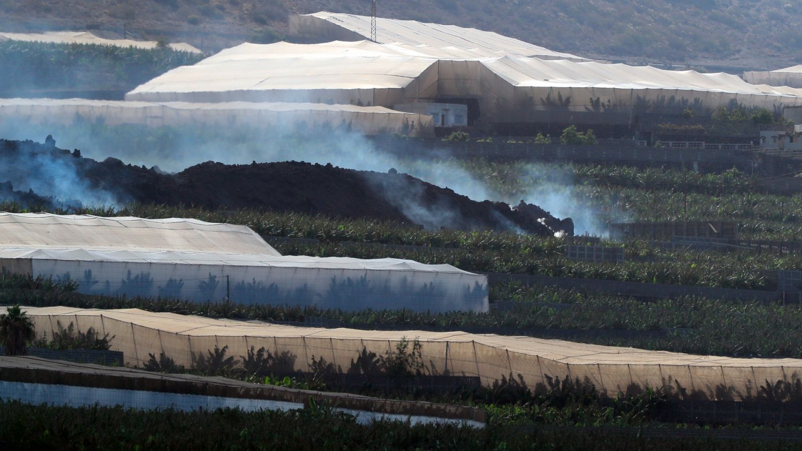 Las plataneras de La Palma se ahogan en ceniza: "A igual producción un 40% más de coste"