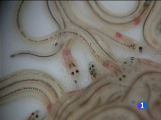 Panorama Regional - Panorama regional - 10/11/09