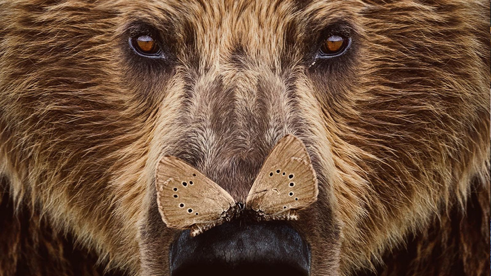 Somos documentales - Cantábrico: Los dominios del oso pardo - ver ahora