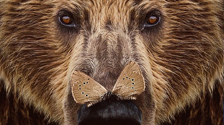 Somos Documentales - Cantábrico: Los dominios del oso pardo