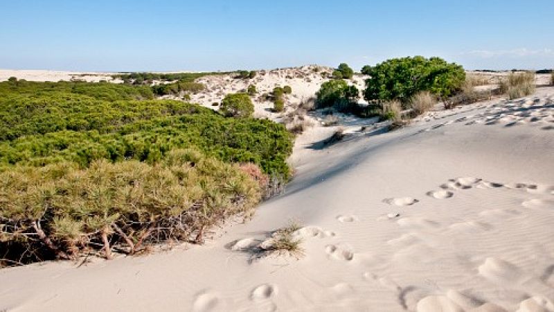 La extraordinaria sequía que sufre el Parque Nacional de Doñana