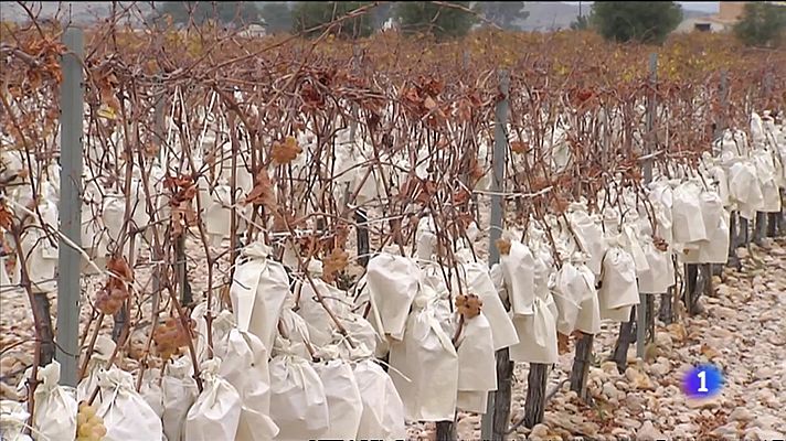 L'informatiu - Comunitat Valenciana - L'Informatiu Comunitat Valenciana 1 - 31/12/21