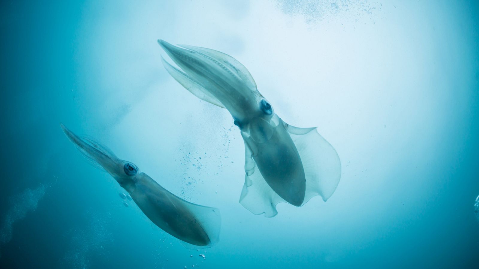 Mito animal - Calamar - ver ahora