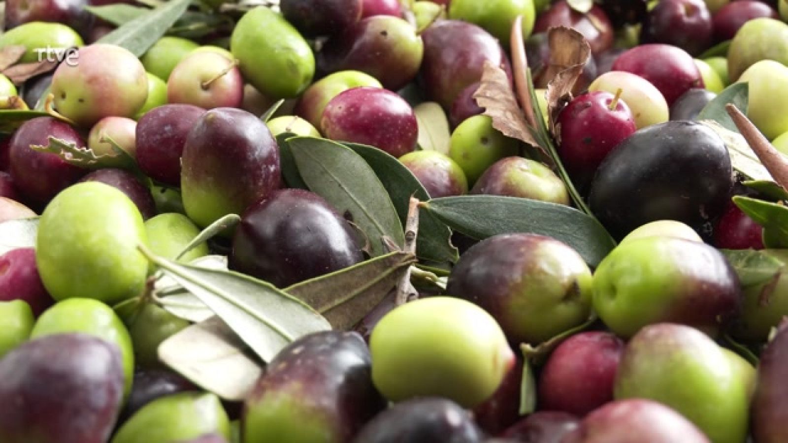 Aquí la Tierra - ¿Cómo es la aceituna usada para el Aceite Virgen Extra?