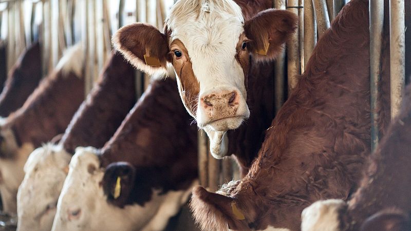 El Gobierno de coalición airea sus diferencias por las palabras de Garzón sobre las macrogranjas          