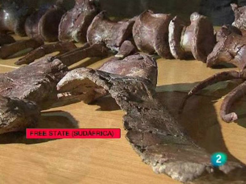 En Sudáfrica han encontrado el que podría ser el "eslabón perdido" de los dinosaurios