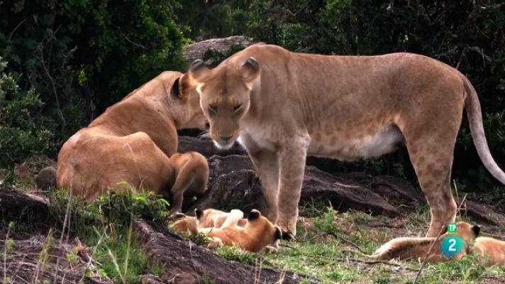 Som Documentals - Animals al natural. Grans felins