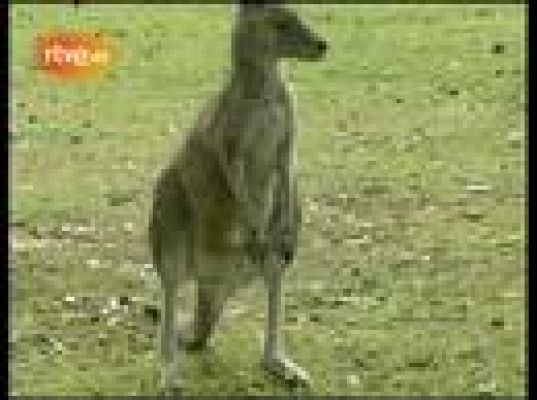  - Invasión de canguros en el 'green'