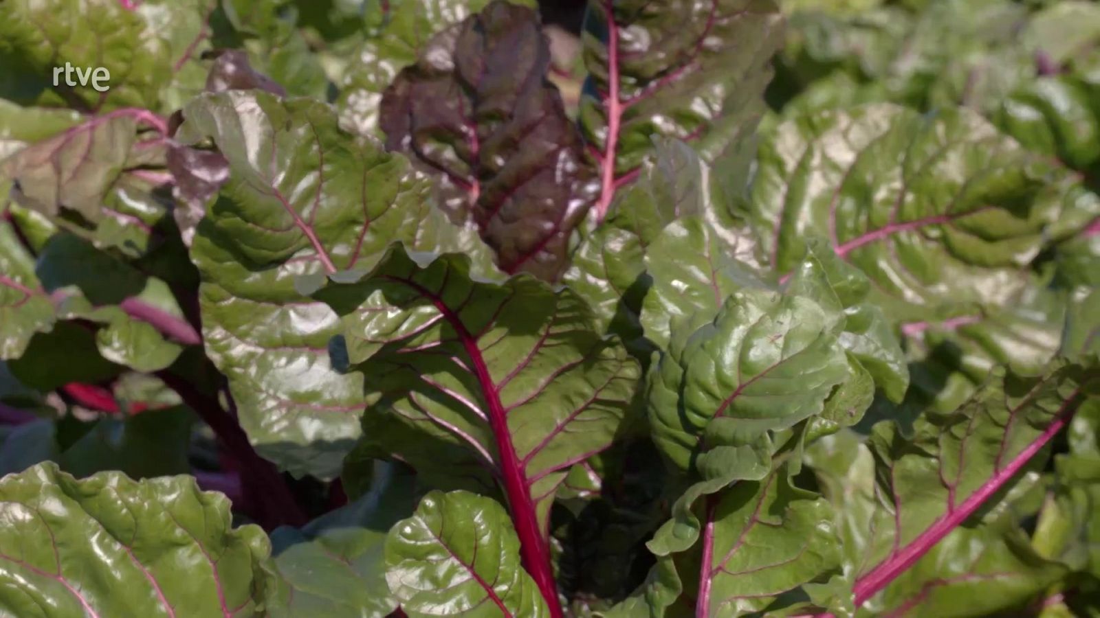 Aquí la Tierra - Espinacas, cebolletas y muchos secretos