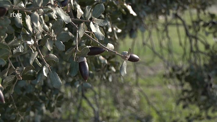 Propiedades curativas de la encina 