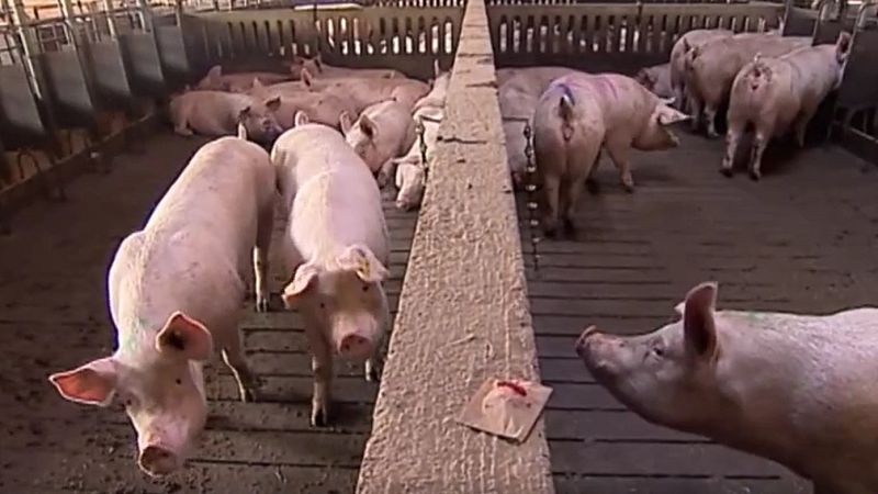 ¿Qué es una macrogranja y cuántas hay en España? 