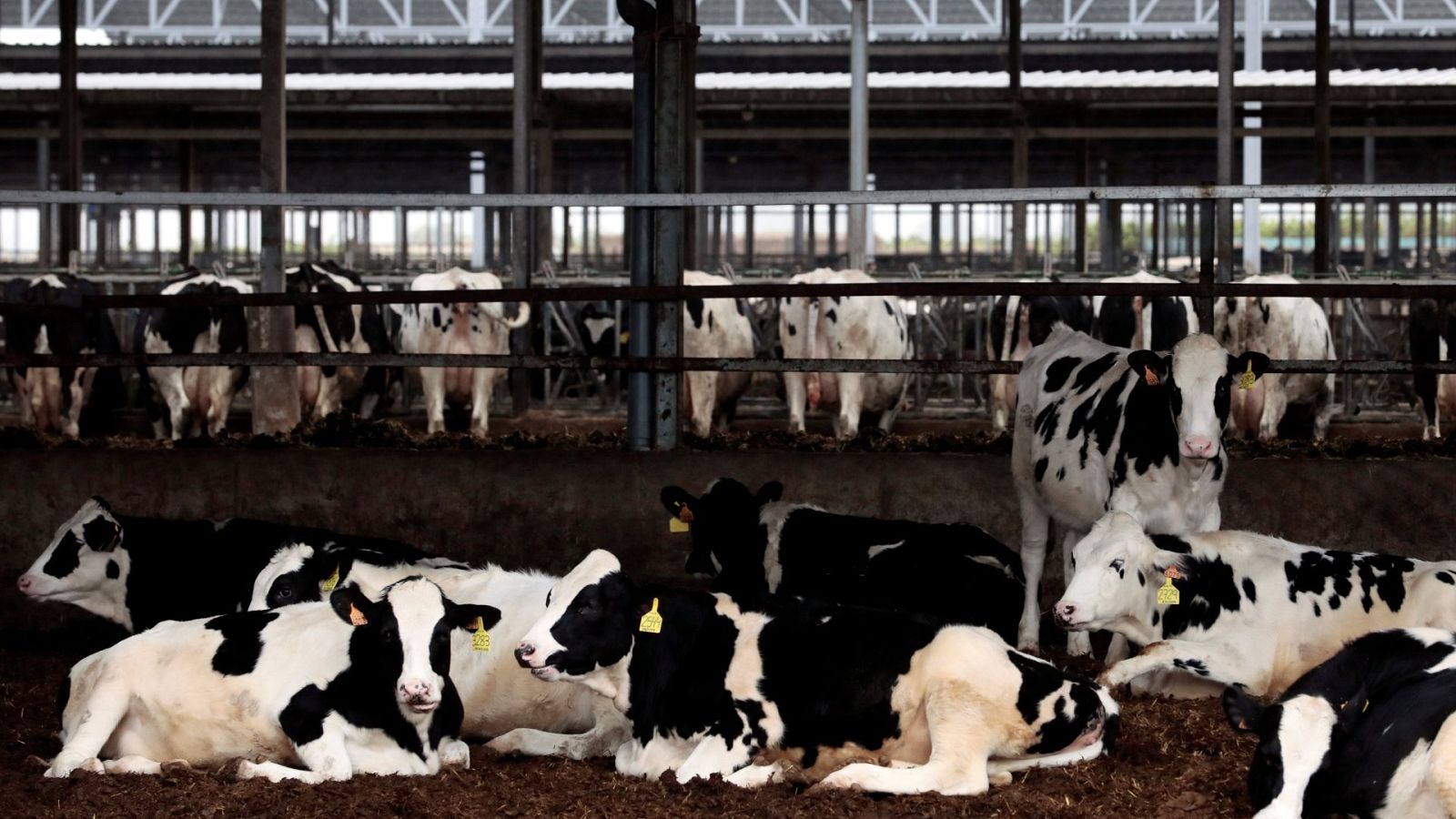 Choque de opiniones en el Gobierno por la polémica de las macrogranjas