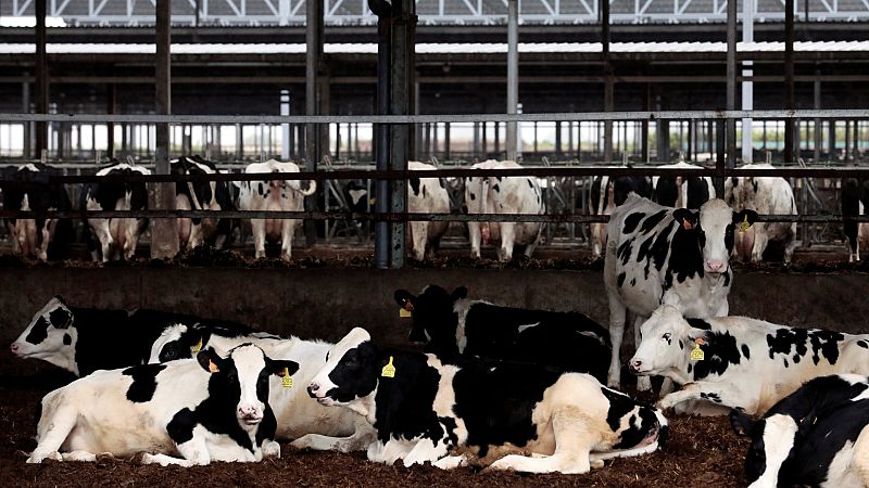 Choque de opiniones en el Gobierno por la polémica de las macrogranjas