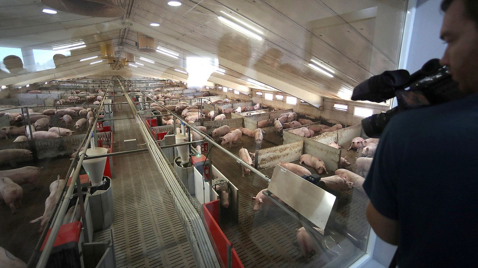 Bruselas defiende la calidad de la carne española, aunque reconoce el problema de las macrogranjas