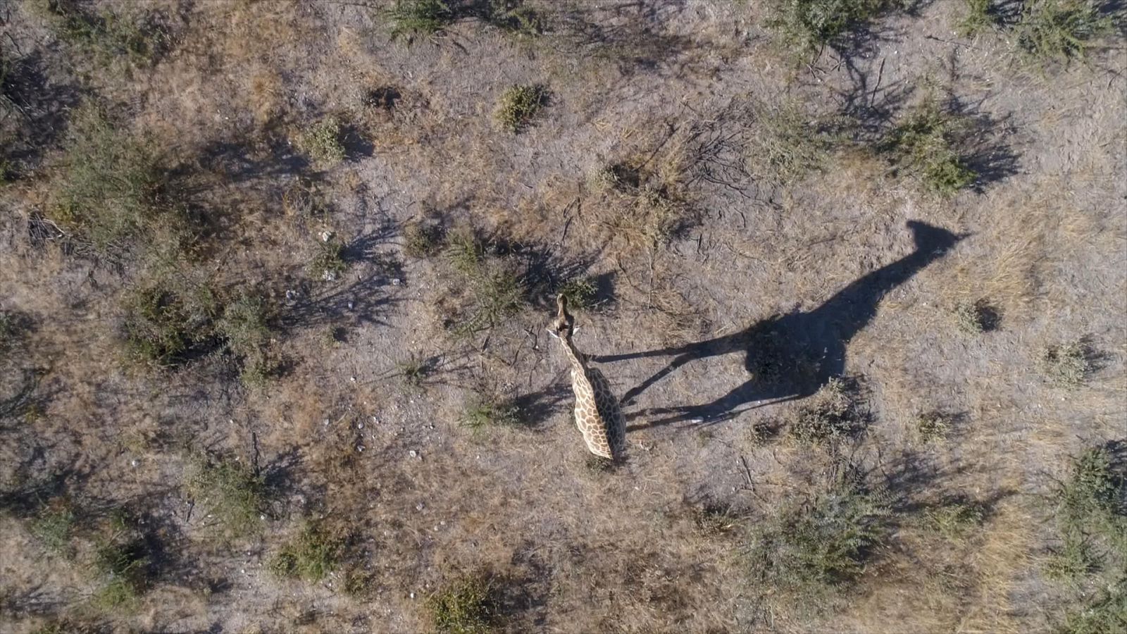 Somos documentales - Mamá jirafa - ver ahora