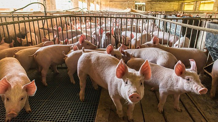 Telediario 2 - Castilla-La Mancha prohíbe la instalación y ampliación de macrogranjas hasta 2025