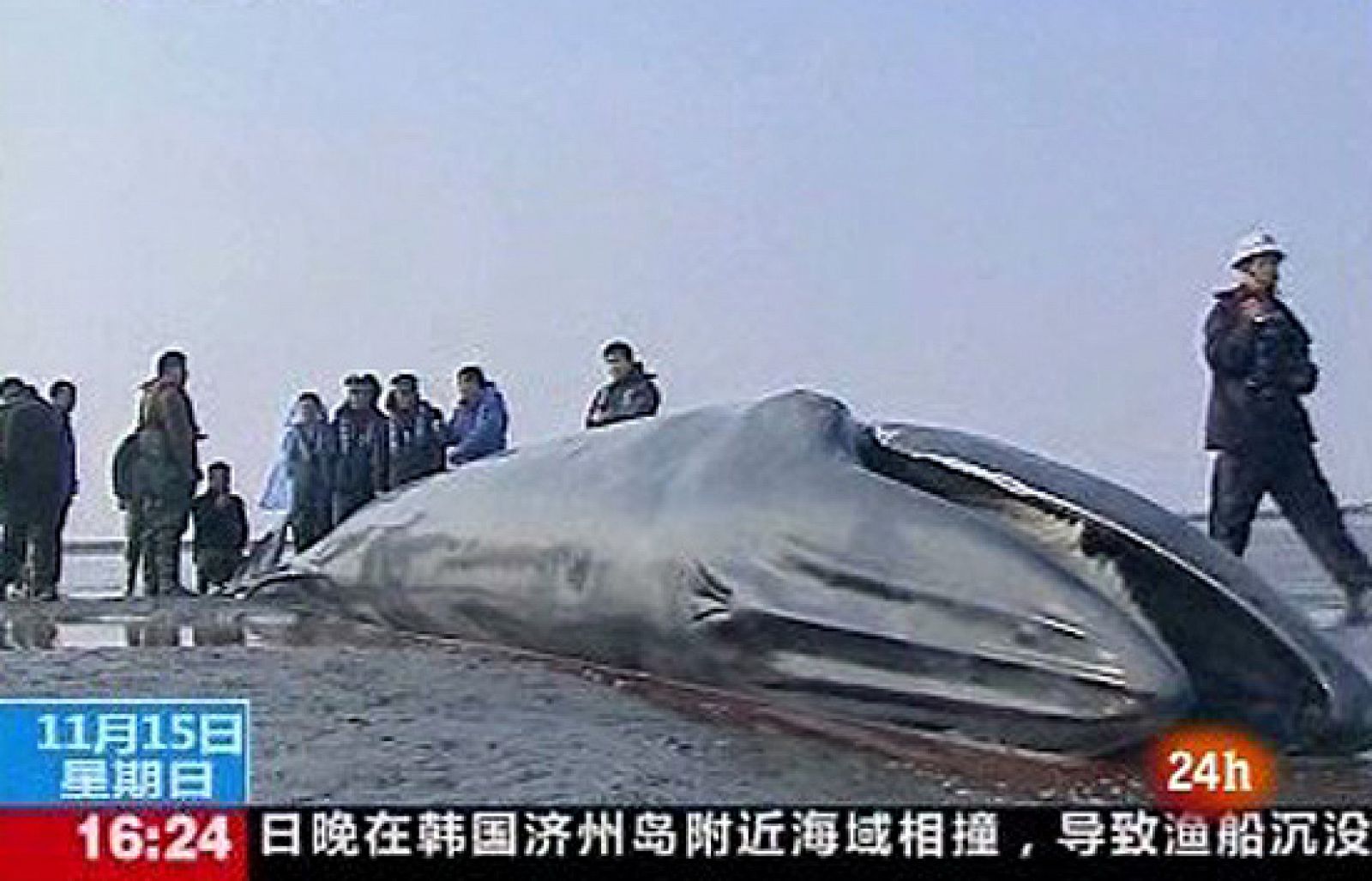 Muere una ballena varada en China - Ciencia y tecnología en Rtve.es | Ver