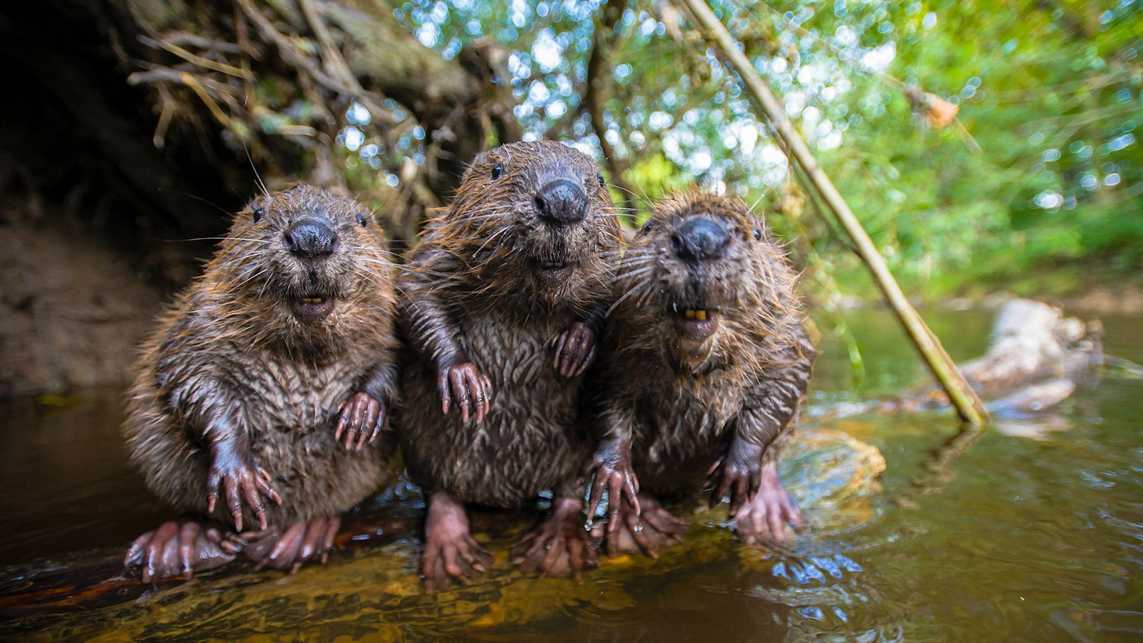 Espiando en la manada - El Norte - Ver ahora
