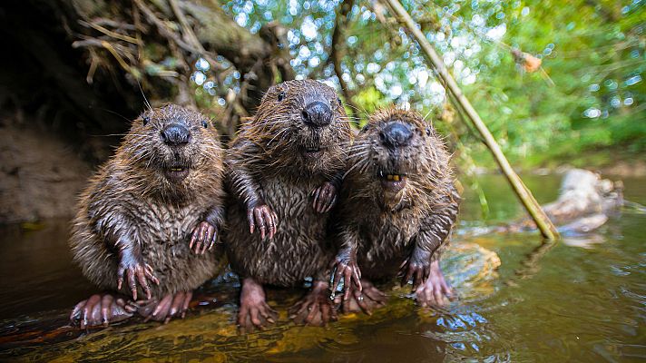 Espiando en la manada - El Norte