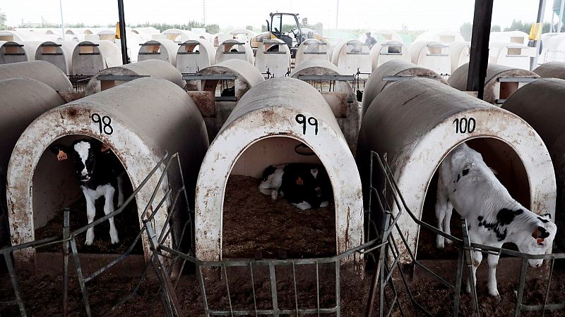 Planas pide respeto para los ganaderos y acusa al PP de "usarlos políticamente"
