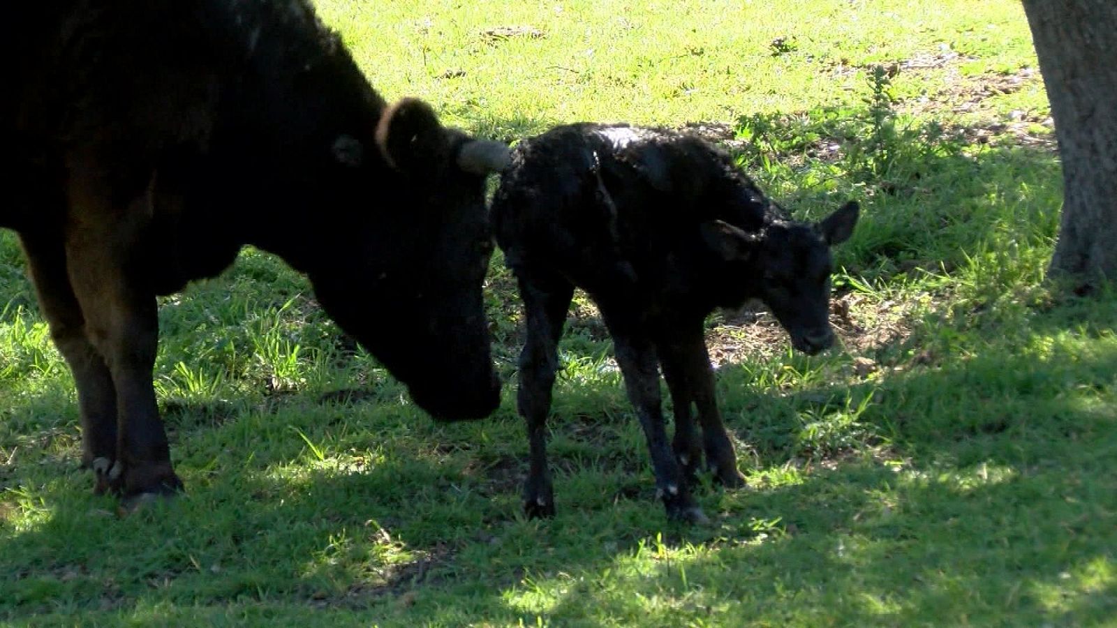 Tendido cero - 15/01/22 - ver ahora